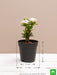 ixora mini dwarf (white) - plant