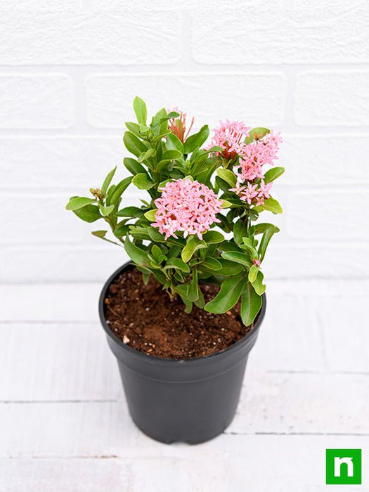 ixora mini dwarf (pink) - plant