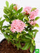 ixora mini dwarf (pink) - plant