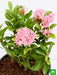 ixora mini dwarf (any color) - plant