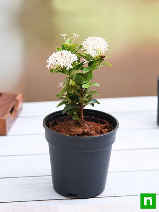 ixora mini dwarf (white) - plant