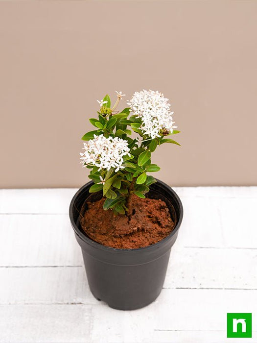 ixora mini dwarf (white) - plant