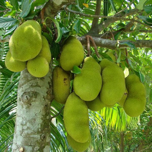 jack fruit - plant