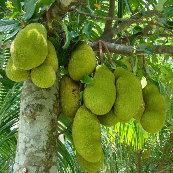 jack fruit - plant