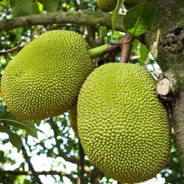 jack fruit - plant