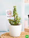 jade plant for cancer or kark rashi - plant