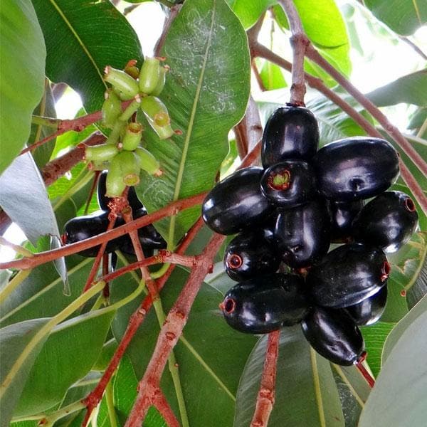 jamun tree - plant