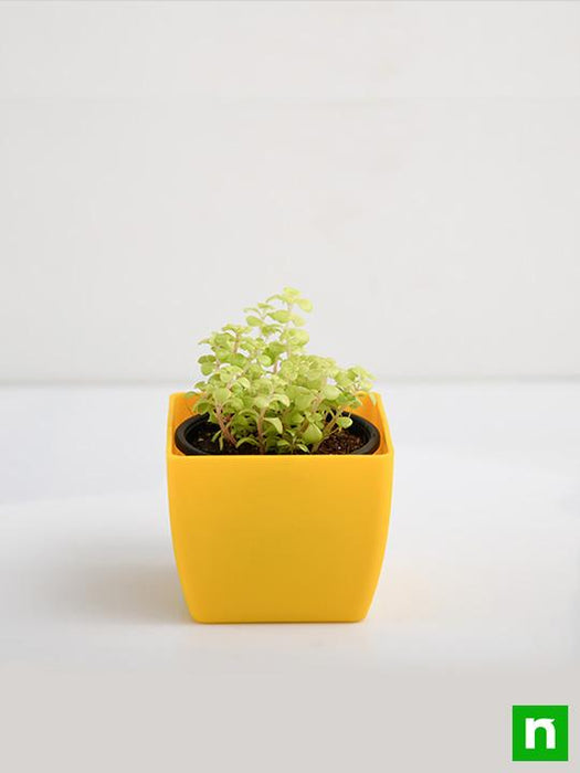 japanese golden ogon sedum - plant