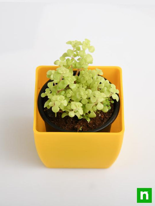 japanese golden ogon sedum - plant