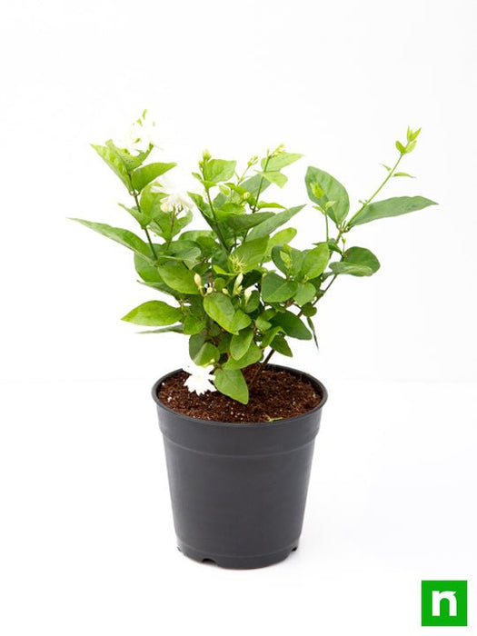 jasminum sambac - plant