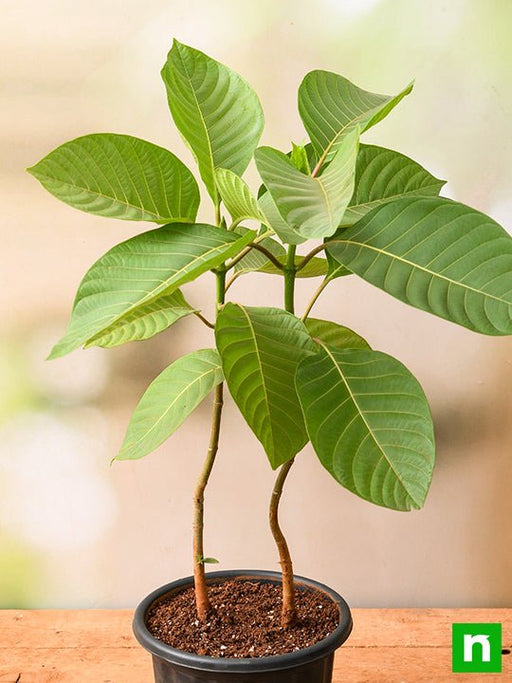 kadam tree - plant