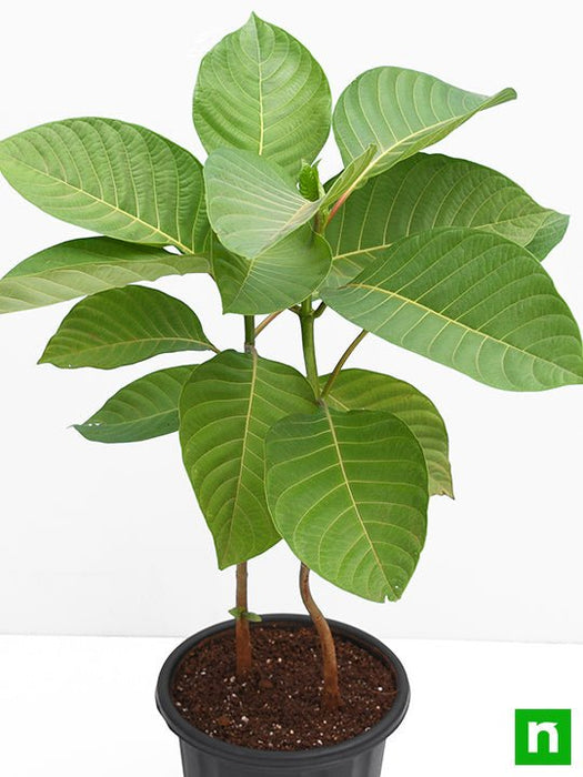 kadam tree - plant