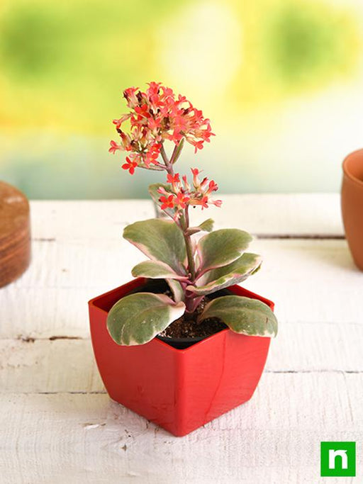 kalanchoe blossfeldiana (variegated tricolor) - plant