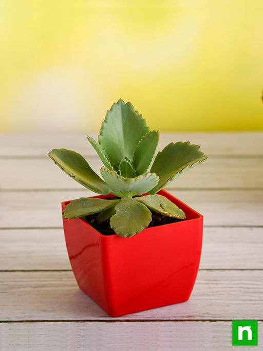 kalanchoe daigremontiana - plant