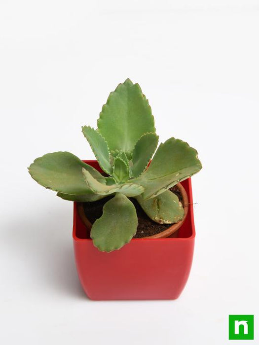 kalanchoe daigremontiana - plant