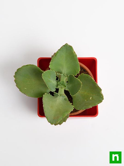 kalanchoe daigremontiana - plant