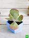 kalanchoe flapjack - plant