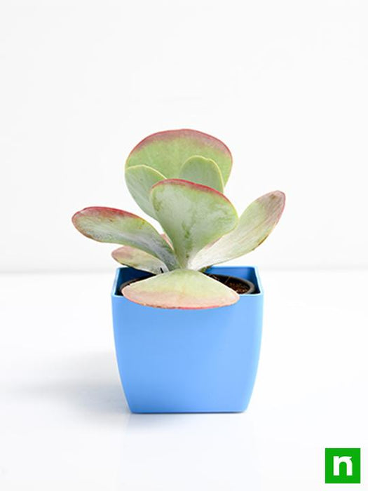 kalanchoe flapjack - plant