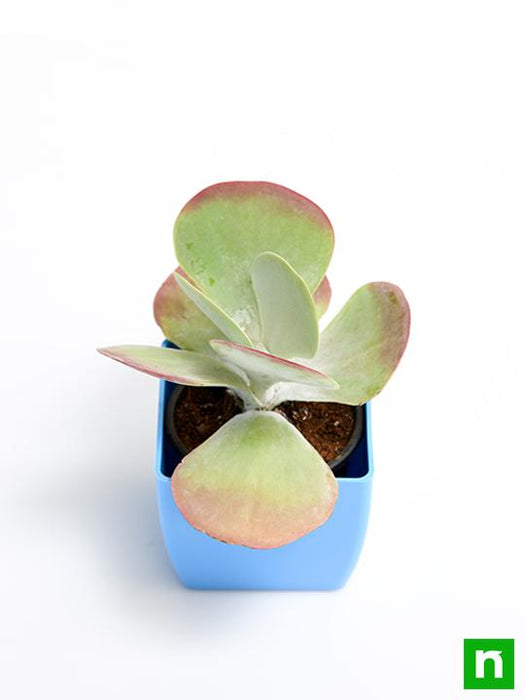 kalanchoe flapjack - plant