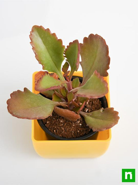 kalanchoe longiflora - plant