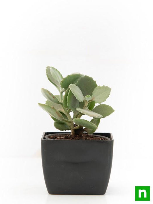 kalanchoe millotii - plant