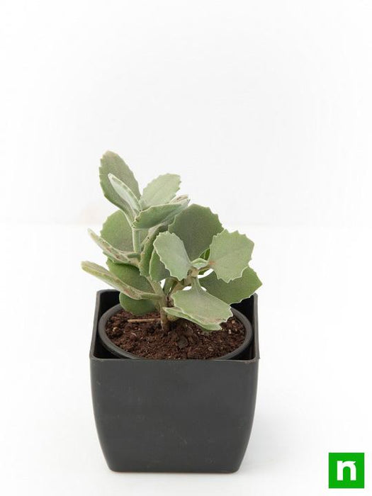 kalanchoe millotii - plant