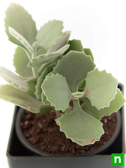 kalanchoe millotii - plant