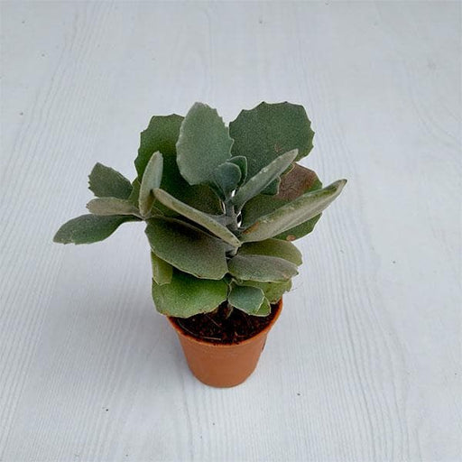 kalanchoe pumila silver grey - plant