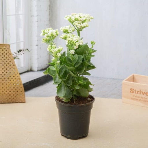 kalanchoe (white) - plant