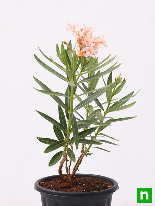 kaner dwarf - plant