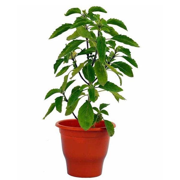 kapoor tulsi plant - plant