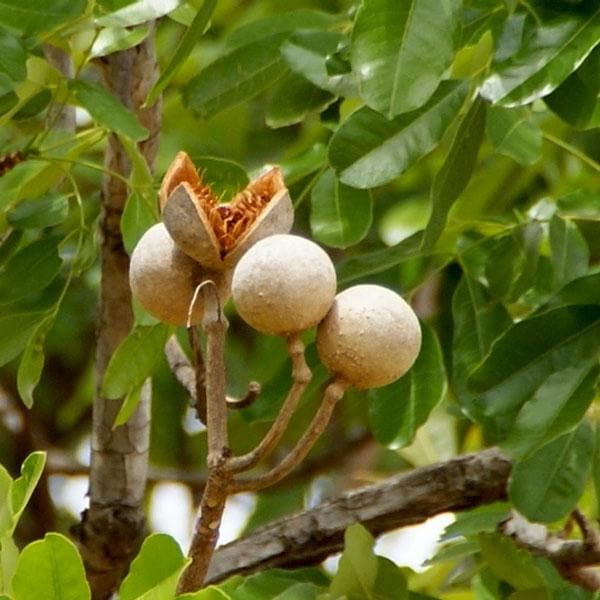 khaya senegalensis - plant