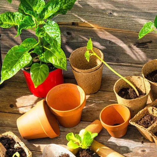 kitchen gardening for beginners - workshop