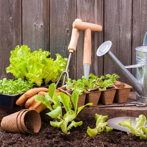 kitchen gardening step - by