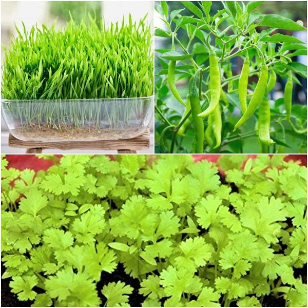 Kitchen Garden Starter Pack (Coriander, Chili & Wheat Grass Seeds)