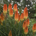 kniphofia - bulbs (set of 5)