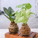 add unique look to your garden with decorative moss balls - kokedama