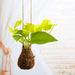 air purifier golden money plant moss ball - kokedama