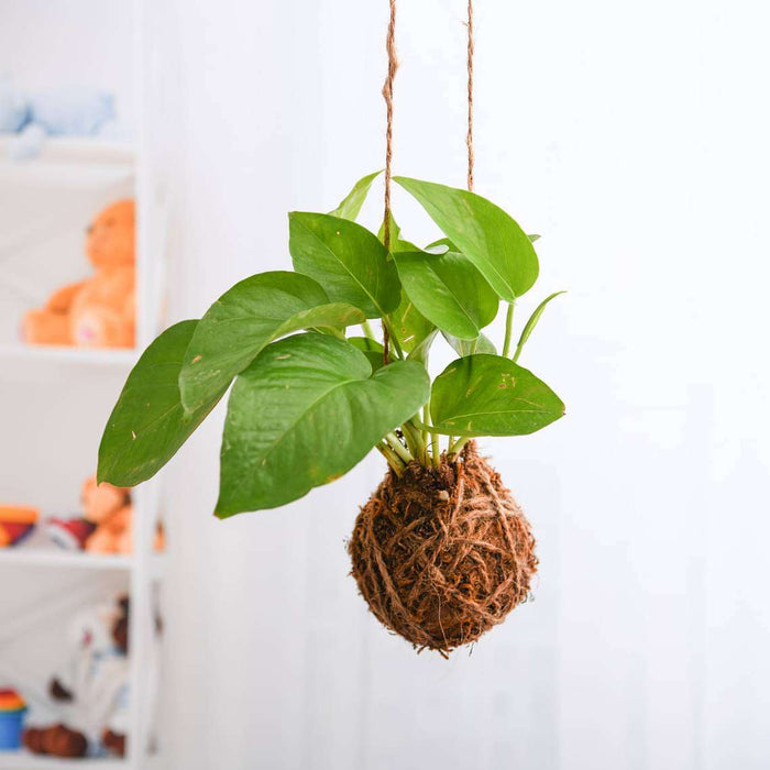 air purifier green money plant moss ball - kokedama