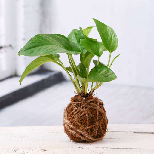 air purifier green money plant moss ball - kokedama