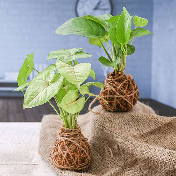 elegant moss balls for beautiful surrounding - kokedama