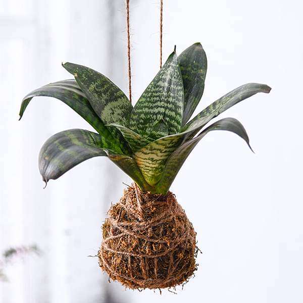 everlasting sansevieria plant moss ball - kokedama