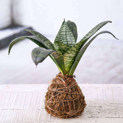 everlasting sansevieria plant moss ball - kokedama