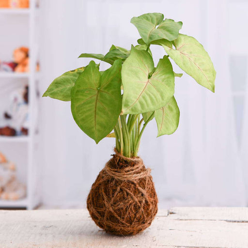 low maintenance syngonium plant moss ball - kokedama