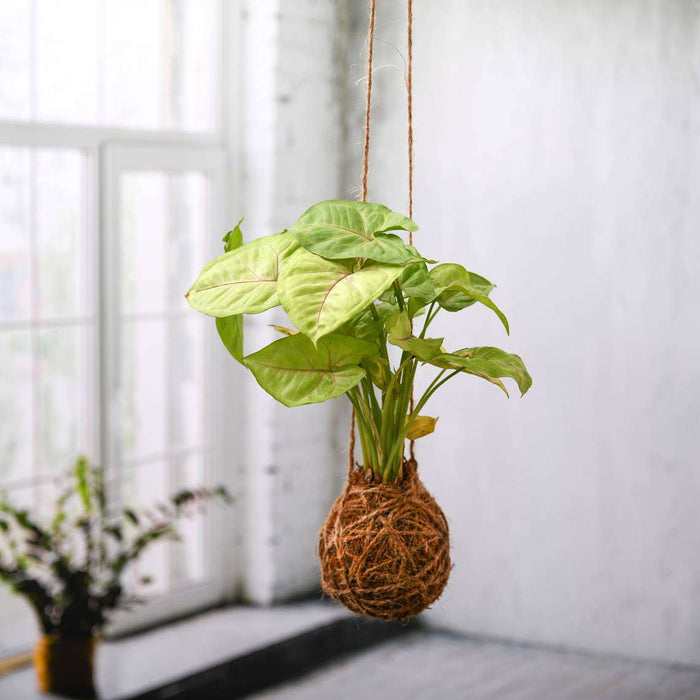 low maintenance syngonium plant moss ball - kokedama