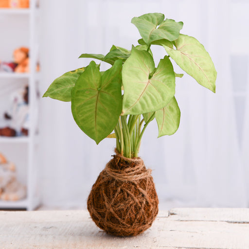 kokedama making workshop 