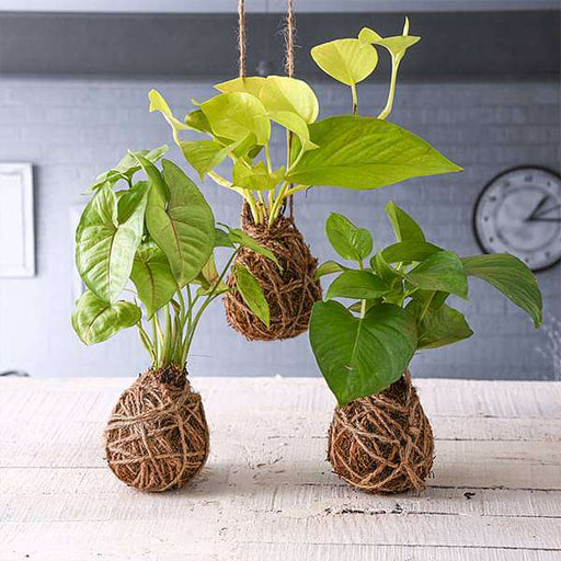 pack of 3 trendy moss balls - kokedama