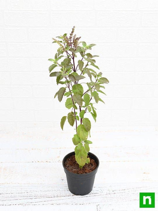 krishna tulsi plant - plant