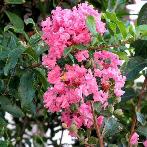 lagerstroemia indica - plant