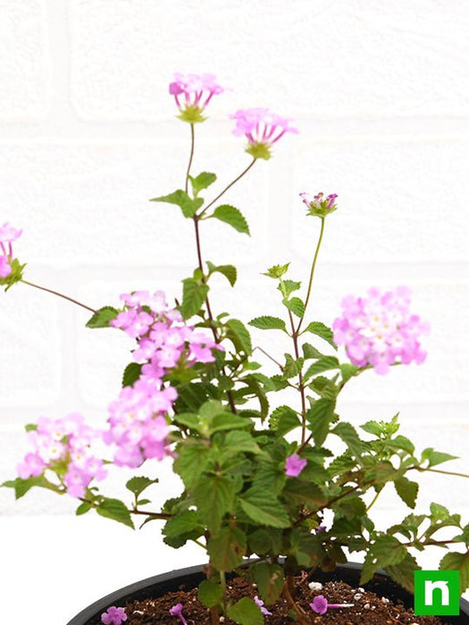 lantana camara (lavender) - plant